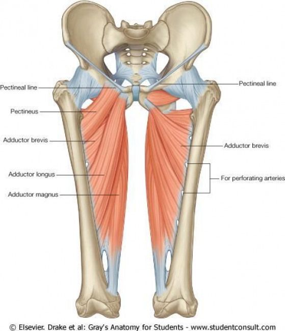 กล้ามเนื้อขาหนีบหรือกล้ามเนื้อที่ใช้ในการหุบสะโพก (hip adductor muscle)