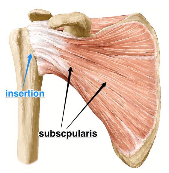 Subscapularis Muscle