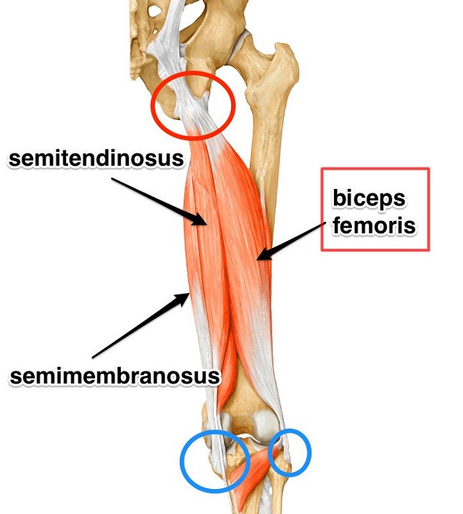 กล้ามเนื้อ Biceps femoris