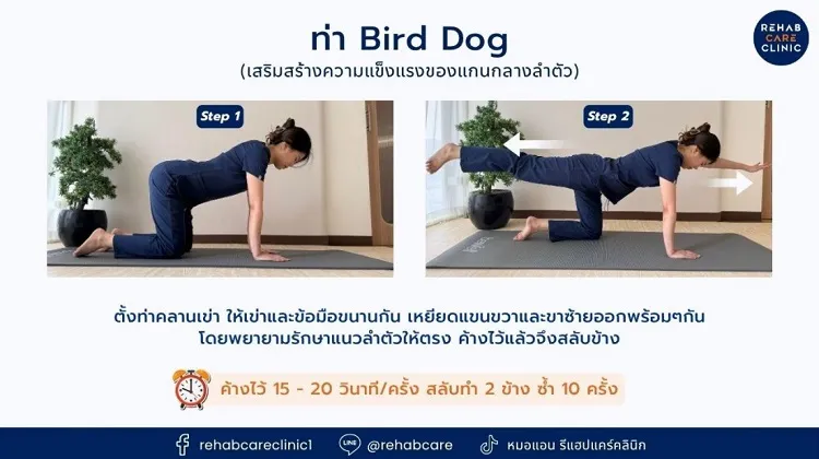 ท่า Bird -dog